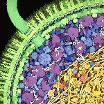  A graphic showing an artistic painting of an E. coli cross-section around the outer membrane. 