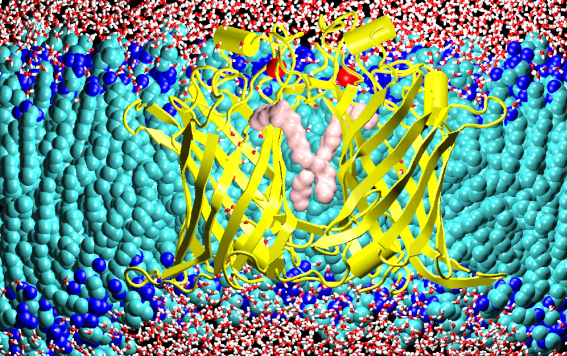 La protéine OMPLA dans une bicouche lipidique hydratée.
