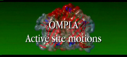 
	      A movie illustrating the active site motion of the
              dimeric enzyme Ompla.
	    