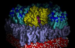 
	      A graphic depicting the position of the HDS
	      substrate in the membrane inserted Ompla dimer.
	    