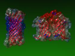 
	      A graphic depicting the two outer membrane enzymes Ompla
		on the left and Ompt on the right.
	    