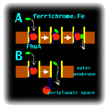 
      A graphic depicting the two iron transport hypothesis: A
      - conformational change opening a protopore or B - complete
      removal of the plug domain.
    